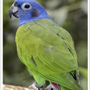 Blue Headed Pionus