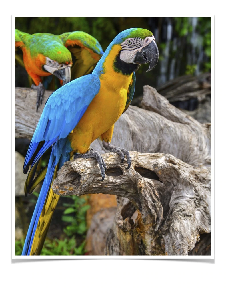 Scarlet Macaw - Contact us for " Estimated Delivery Times" (Copy) - Image 3