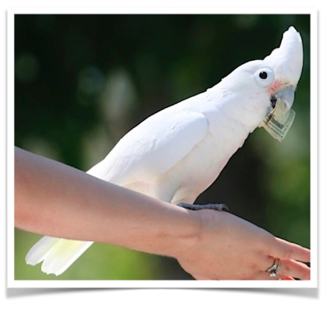 Goffin's Cockatoo - Contact us for " Estimated Delivery Times" - Image 2