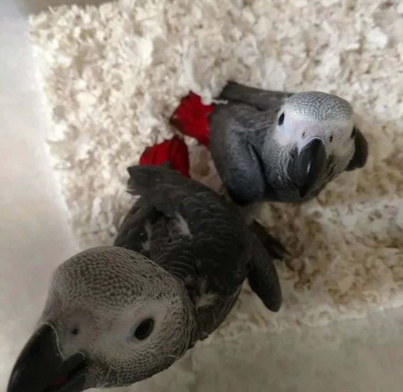 African Grey Parrots - Contact us for " Estimated Delivery Times" (Copy)