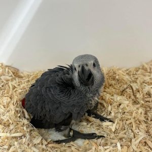 African Grey Parrots - Contact us for " Estimated Delivery Times" (Copy) (Copy)