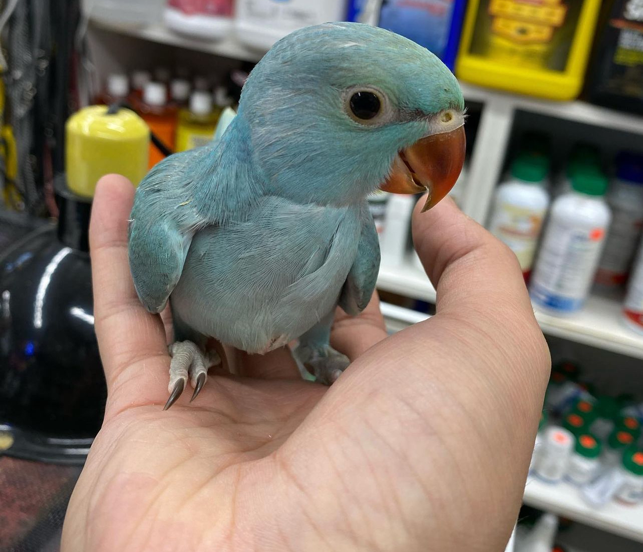 indian ringneck - Image 2