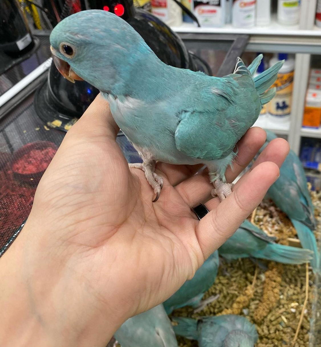 indian ringneck