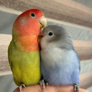 Love Birds