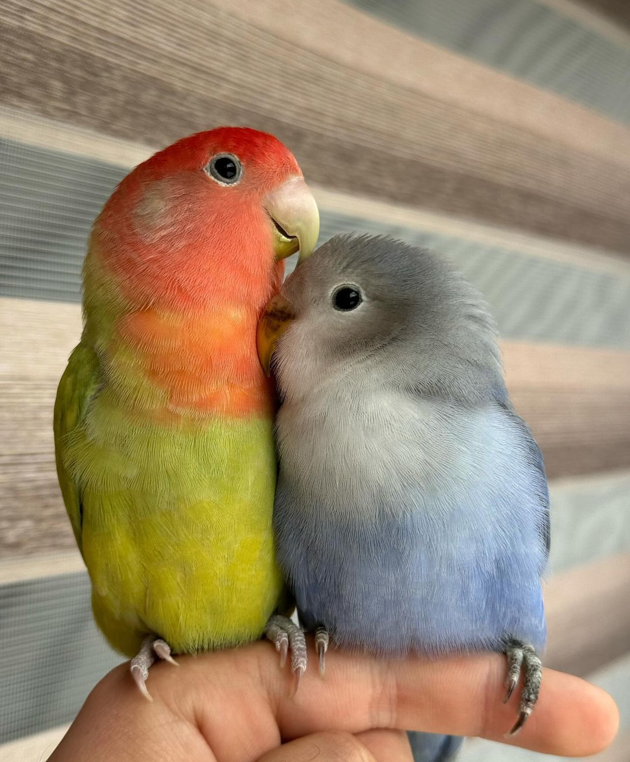 Love Birds