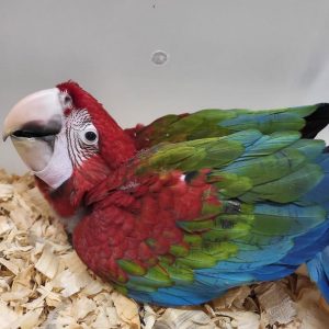 Green wing Macaw - Contact us for " Estimated Delivery Times"