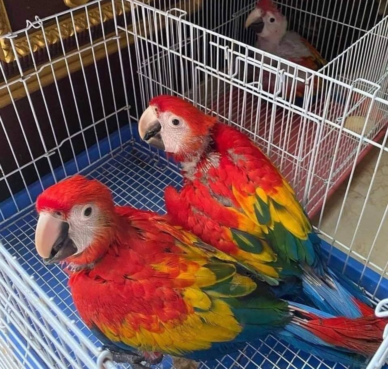 Scarlet Macaw - Contact us for " Estimated Delivery Times" (Copy)