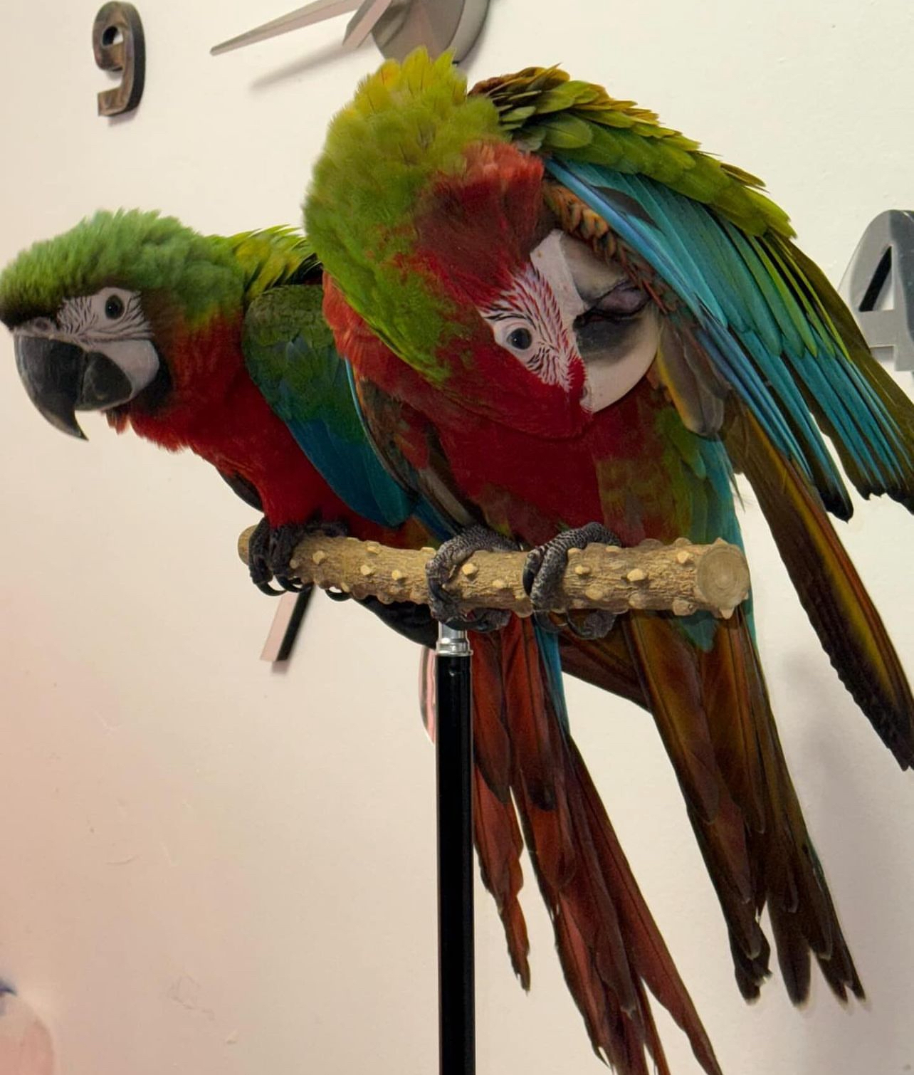 Green wings macaw - Image 5