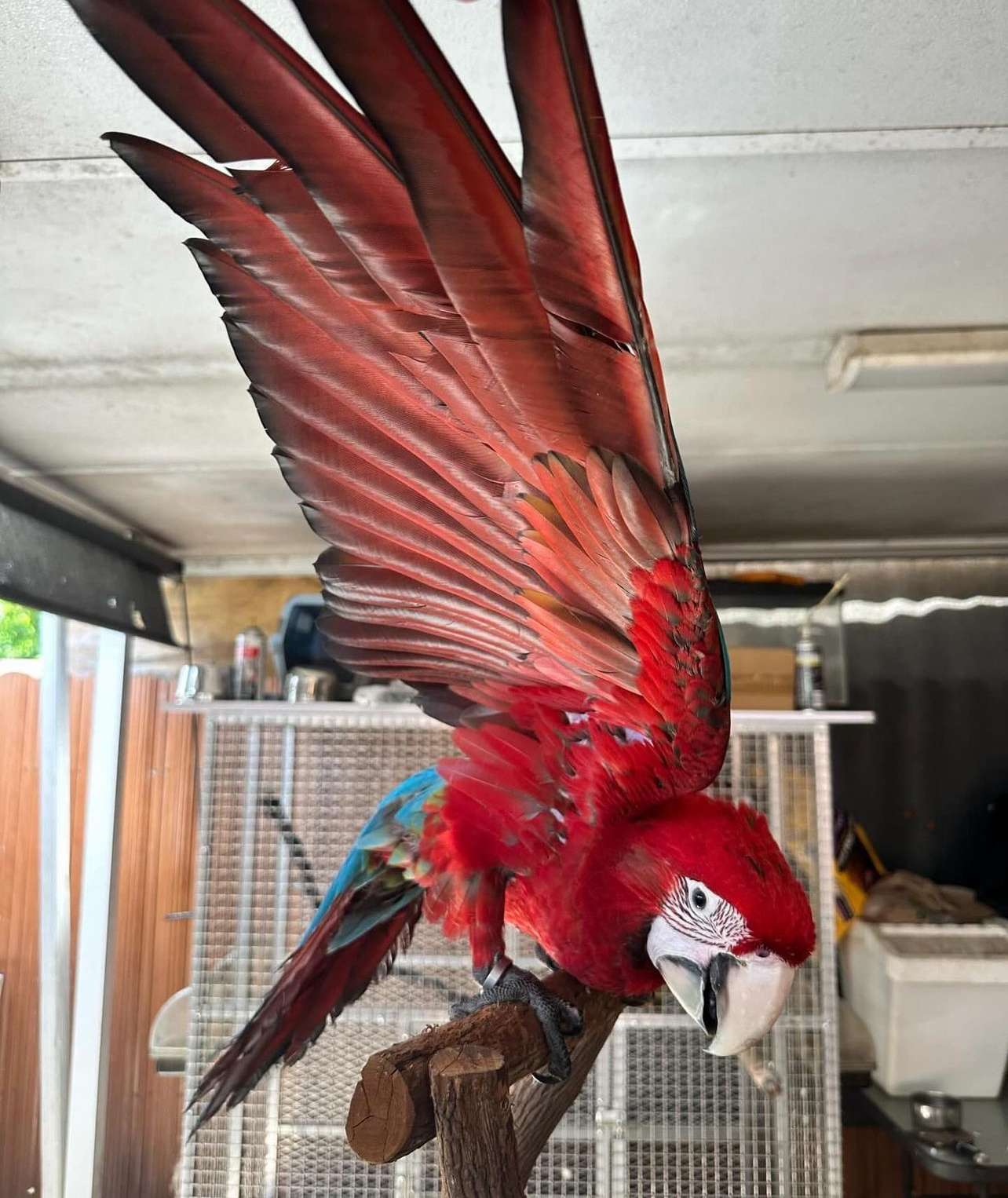 Green wings macaw - Image 4
