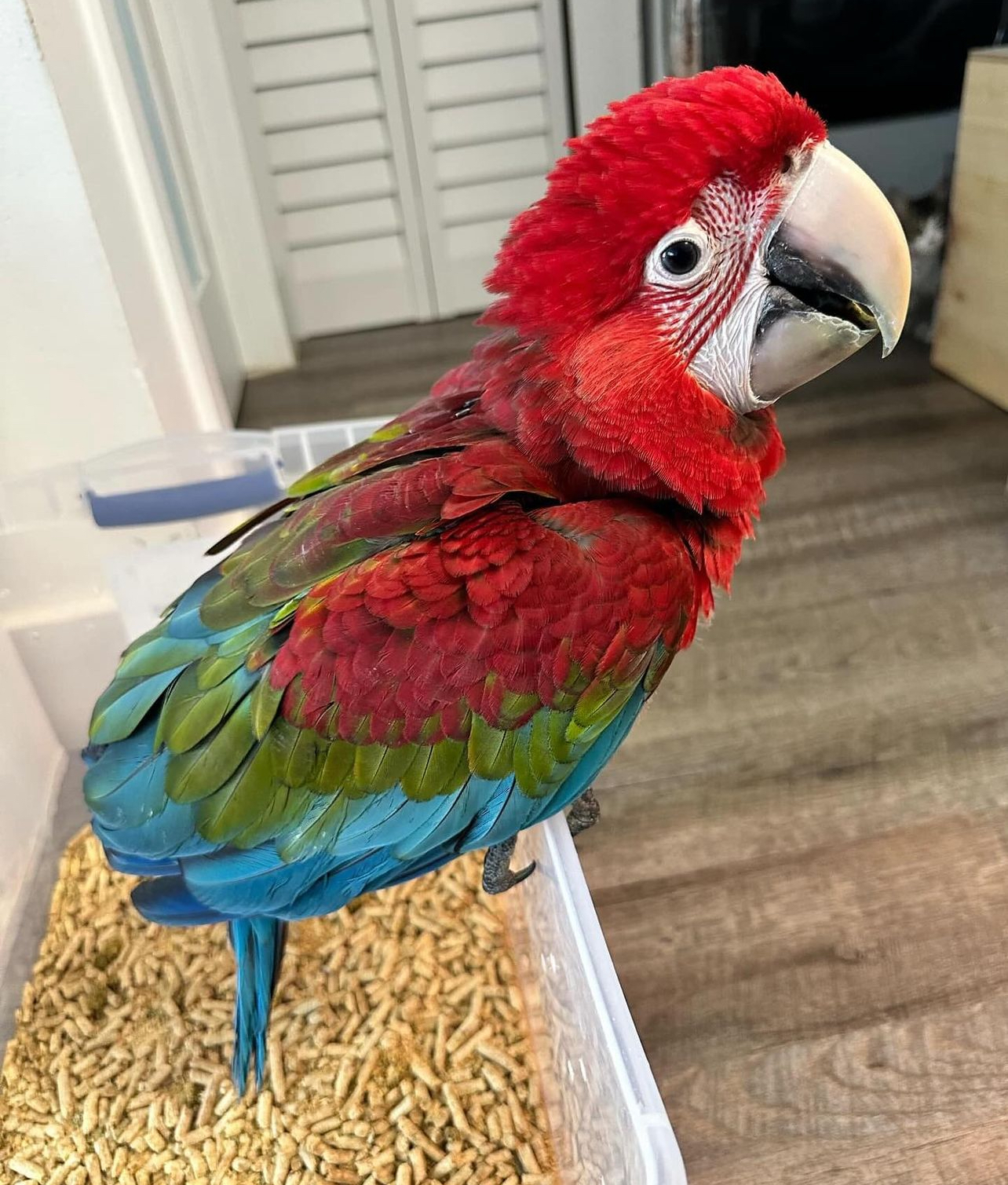 Green wings macaw