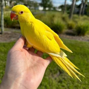Indian ringneck