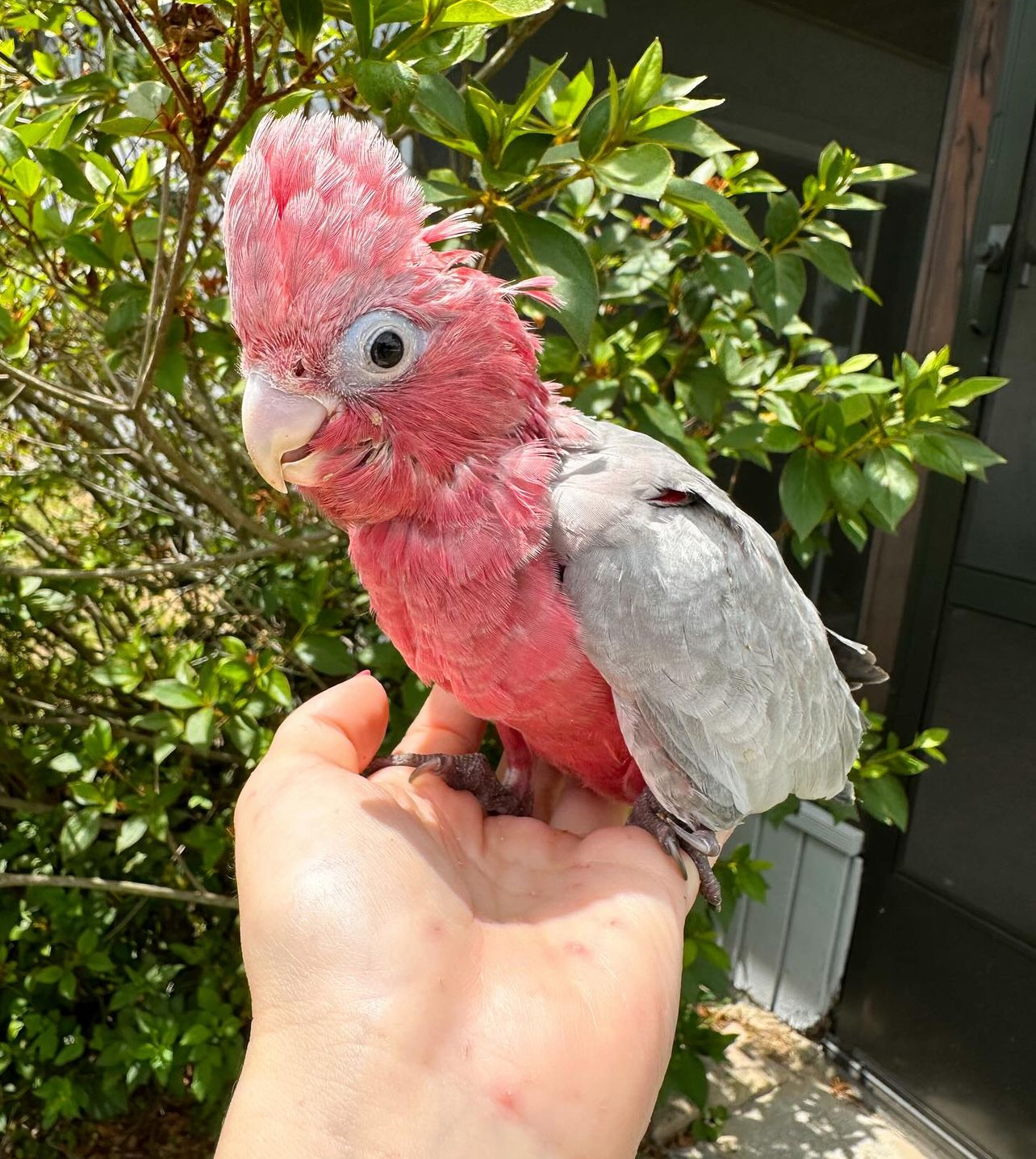 Rose breasted cockatoo - Image 4