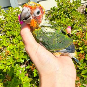 Sun conure