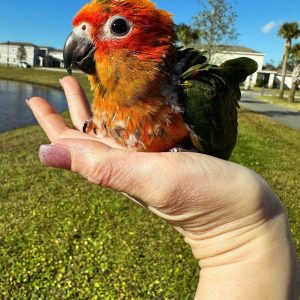 Sun conure