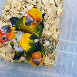 Sun conure