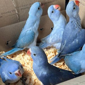 Indian ringneck