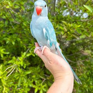 Indian ringneck