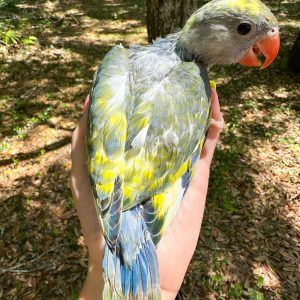 turquoise indian ringneck