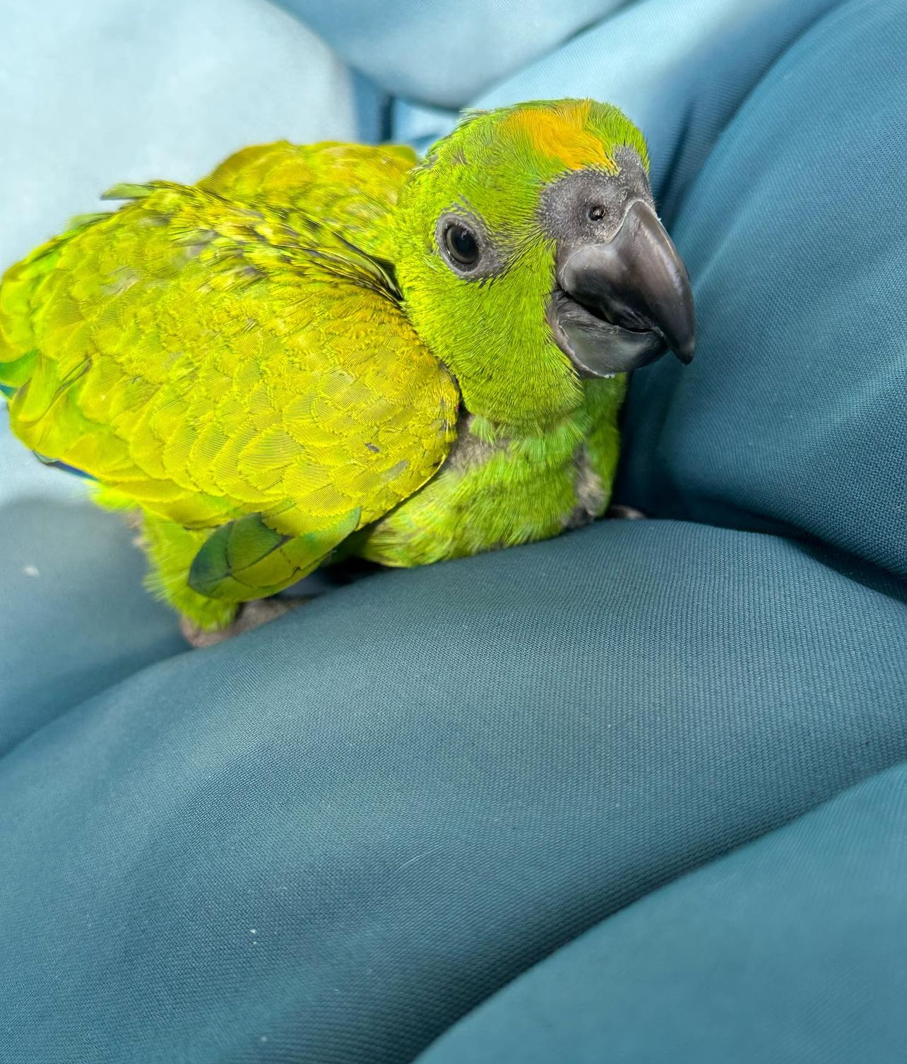 baby yellow fronted amazon - Image 3