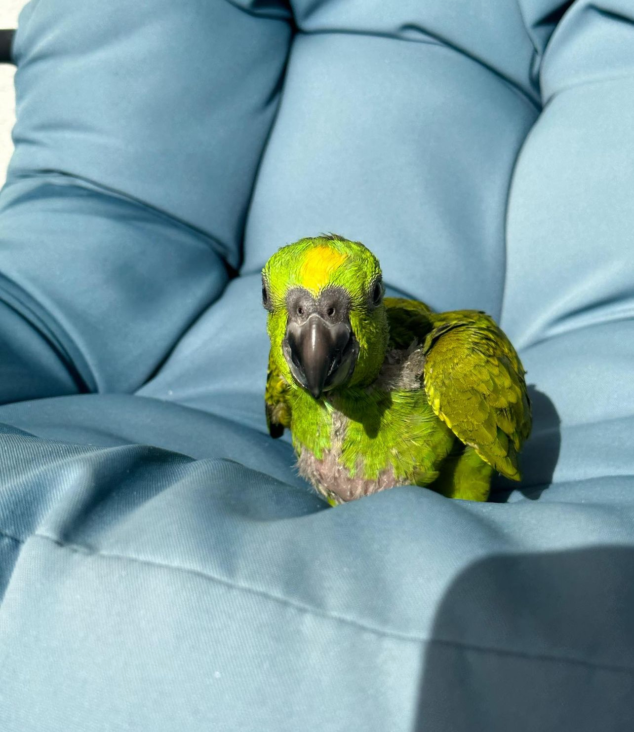 baby yellow fronted amazon - Image 2