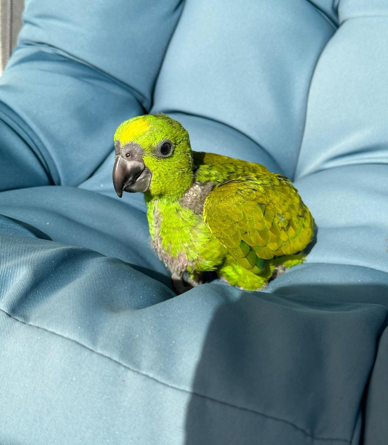 baby yellow fronted amazon - Image 4