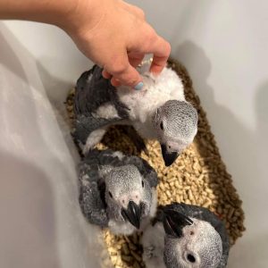 African Grey parrot