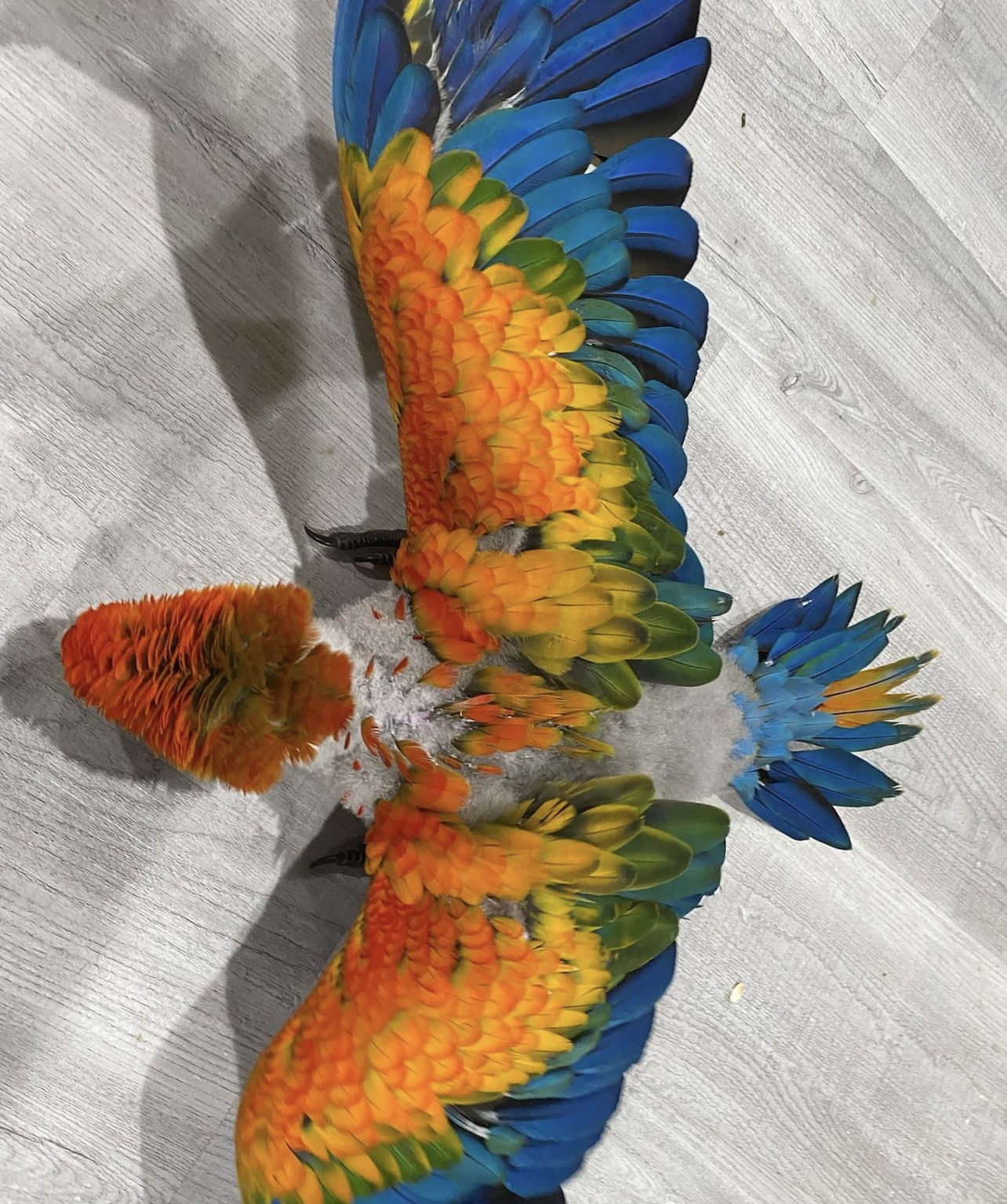 Capri Macaw - Image 4
