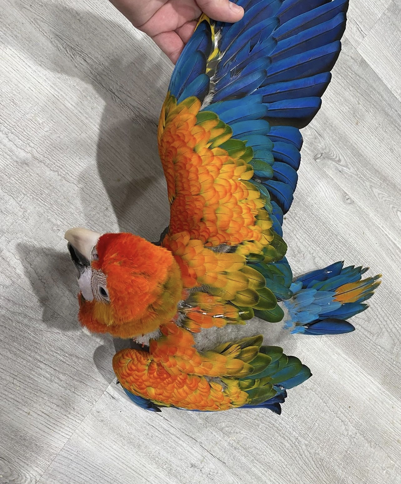 Capri Macaw