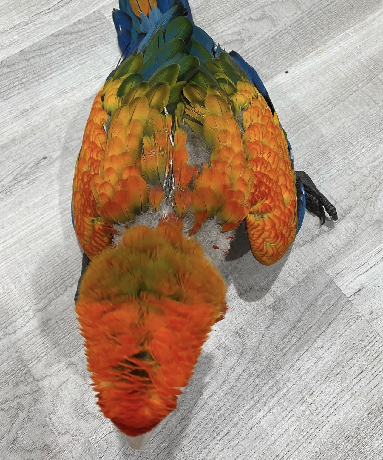 Capri Macaw - Image 5
