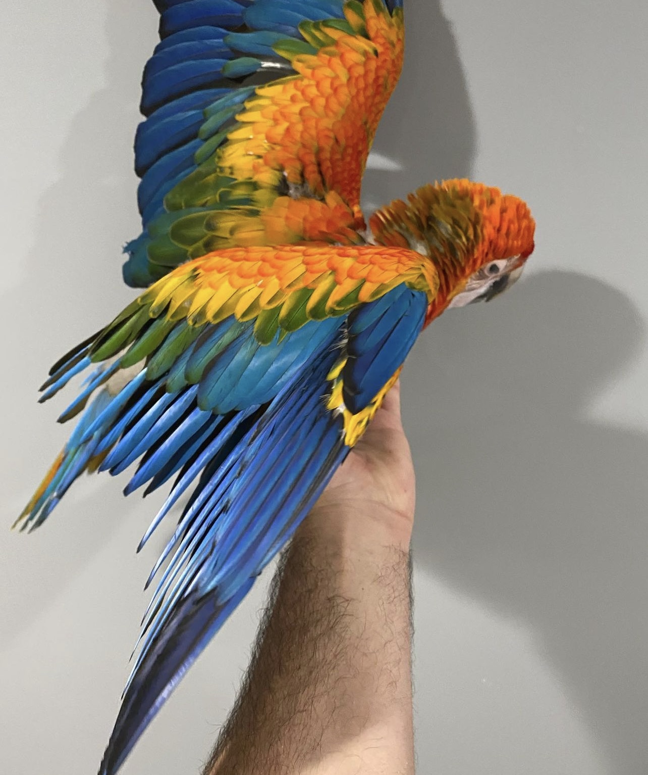 Capri Macaw - Image 2