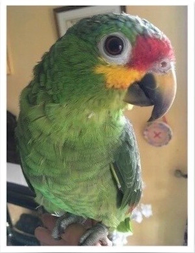 Red-Lored Amazon - Image 3