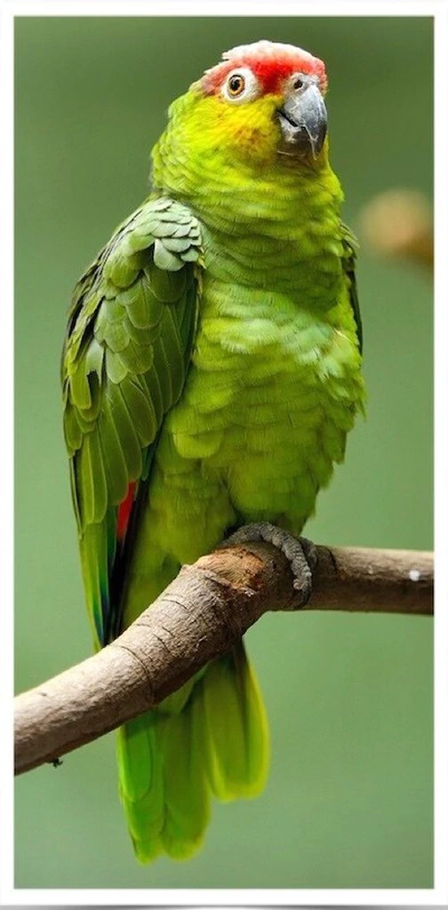 Red-Lored Amazon - Image 2