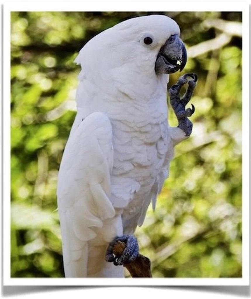 Umbrella Cockatoo - Contact us for " Estimated Delivery Times" - Image 2