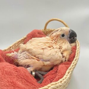 Pink Cockatoo