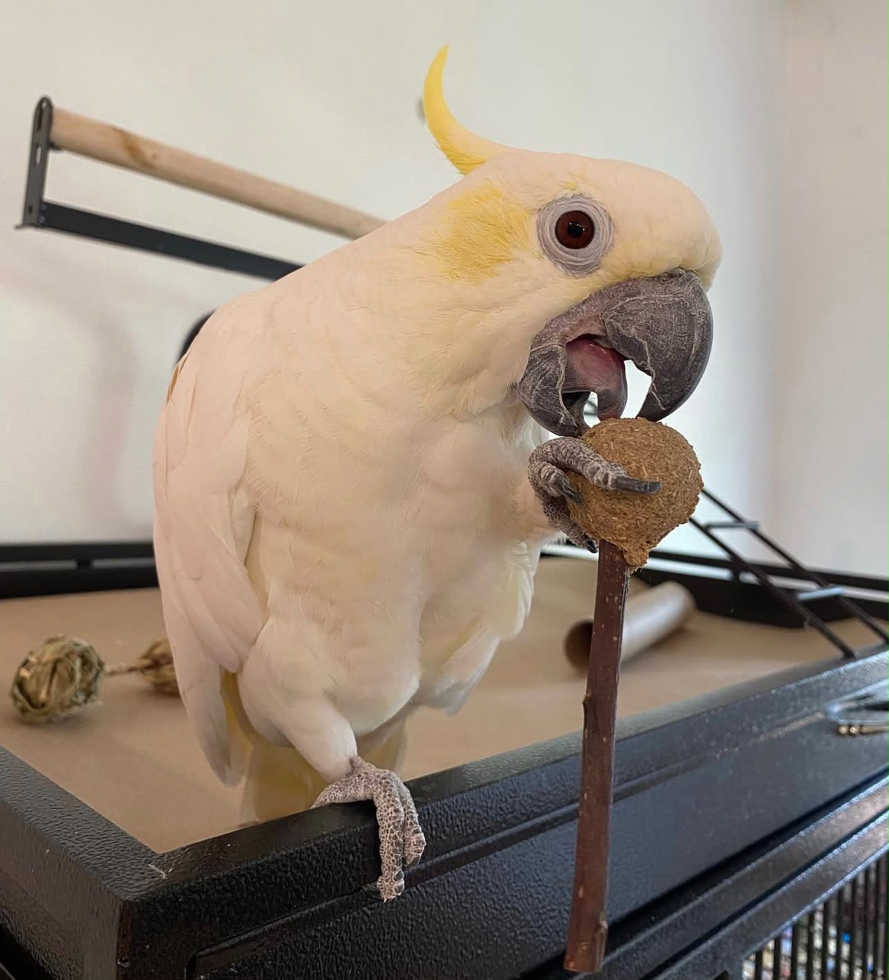 Sulphur-crested Cockatoo - Image 2