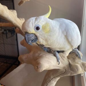 Sulphur-crested Cockatoo