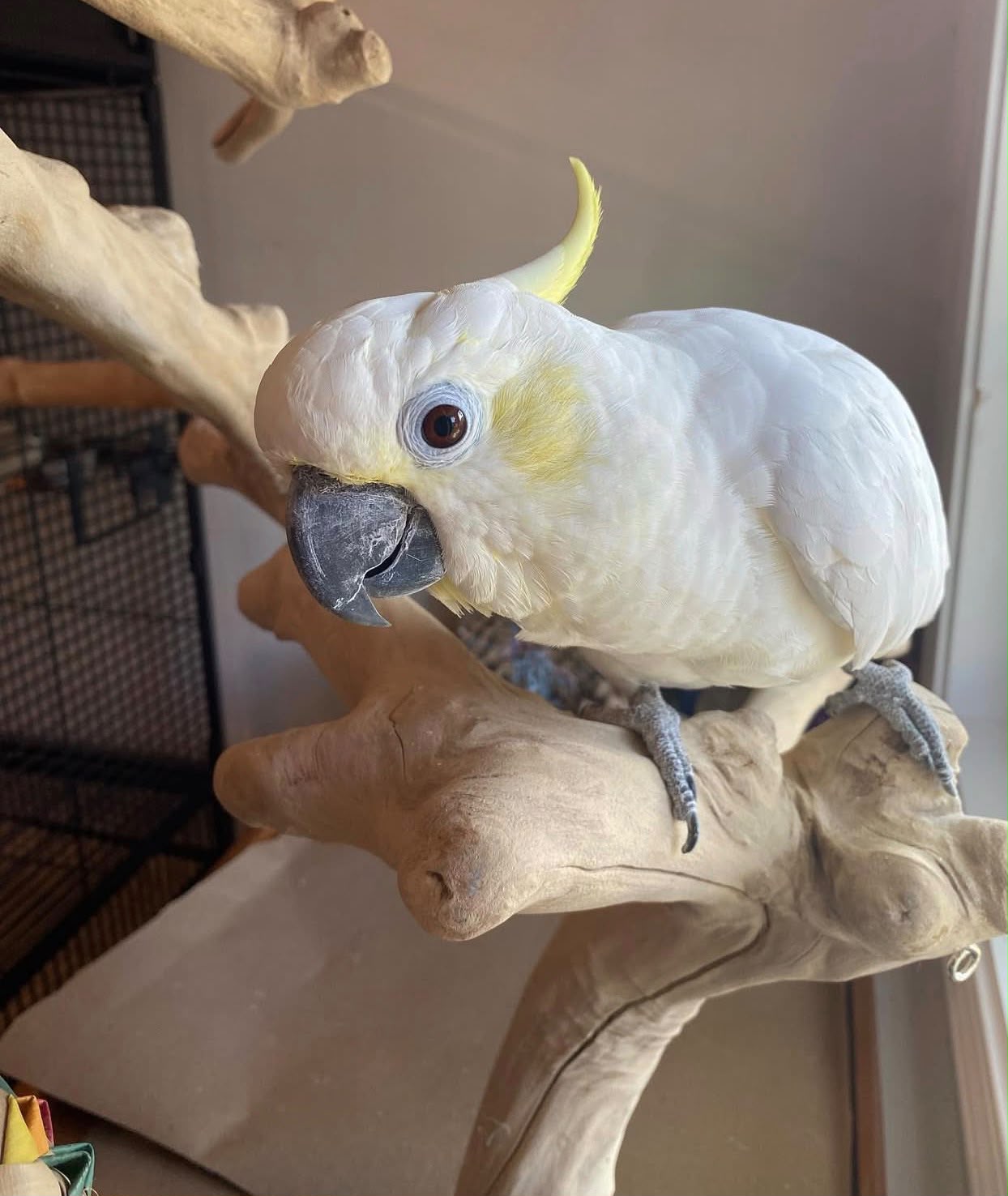 Sulphur-crested Cockatoo