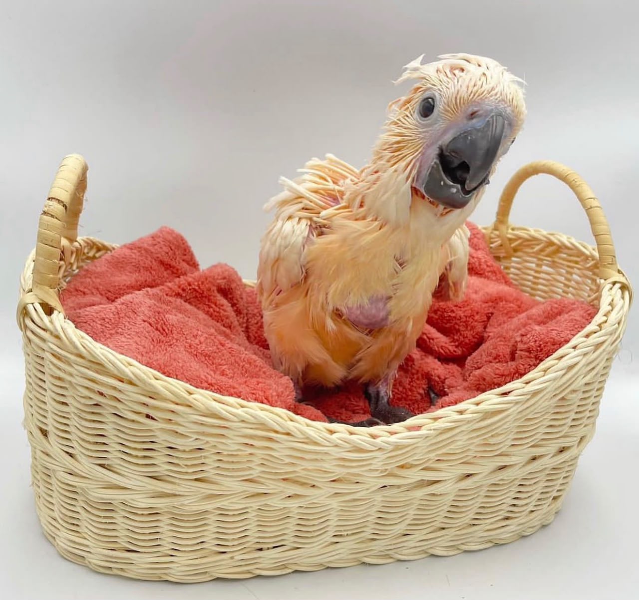 Pink Cockatoo - Image 3