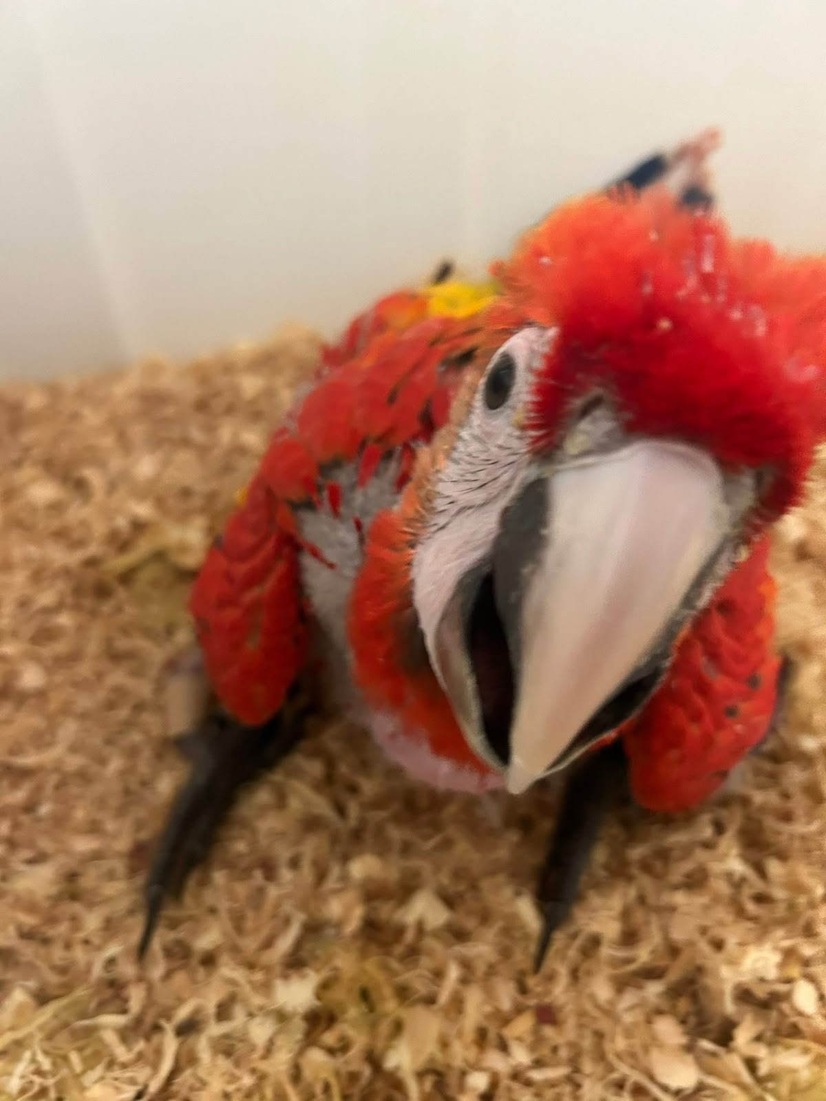 Sarlet macaw - Image 2