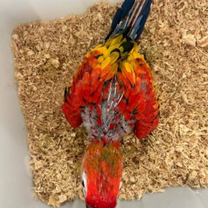 Sarlet macaw