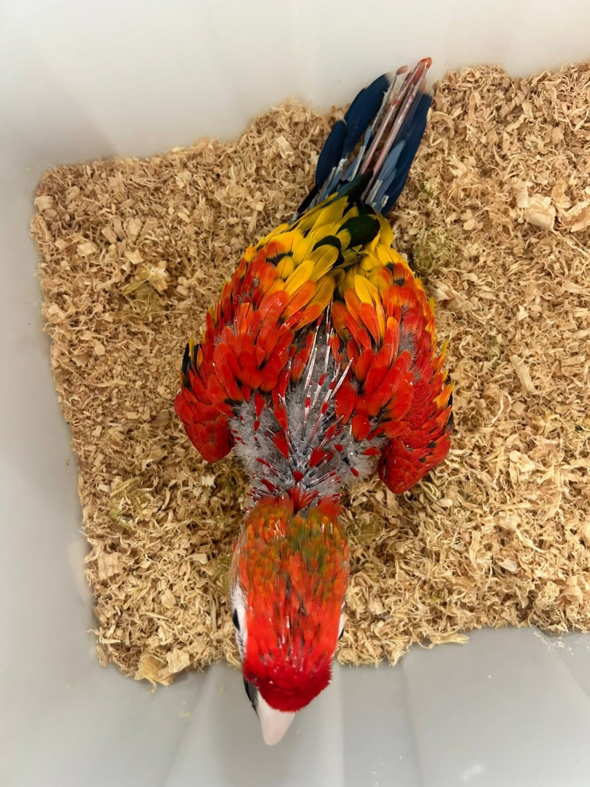 Sarlet macaw