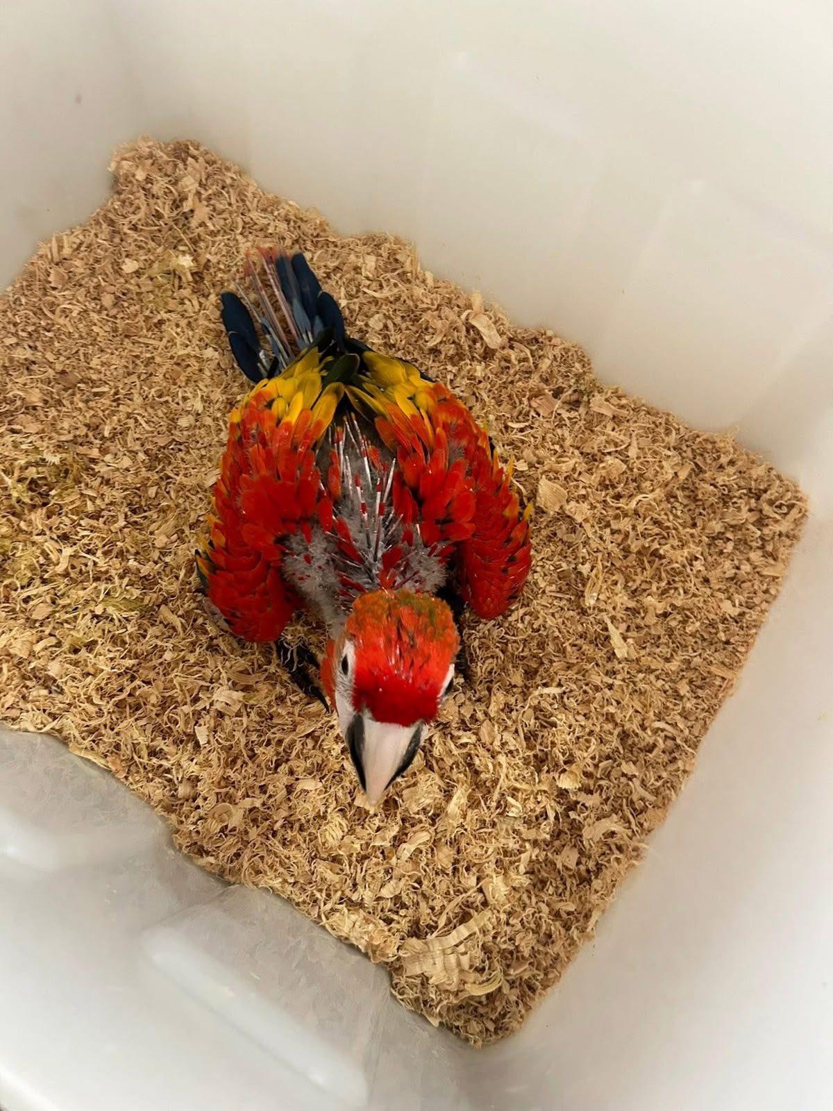 Sarlet macaw - Image 4