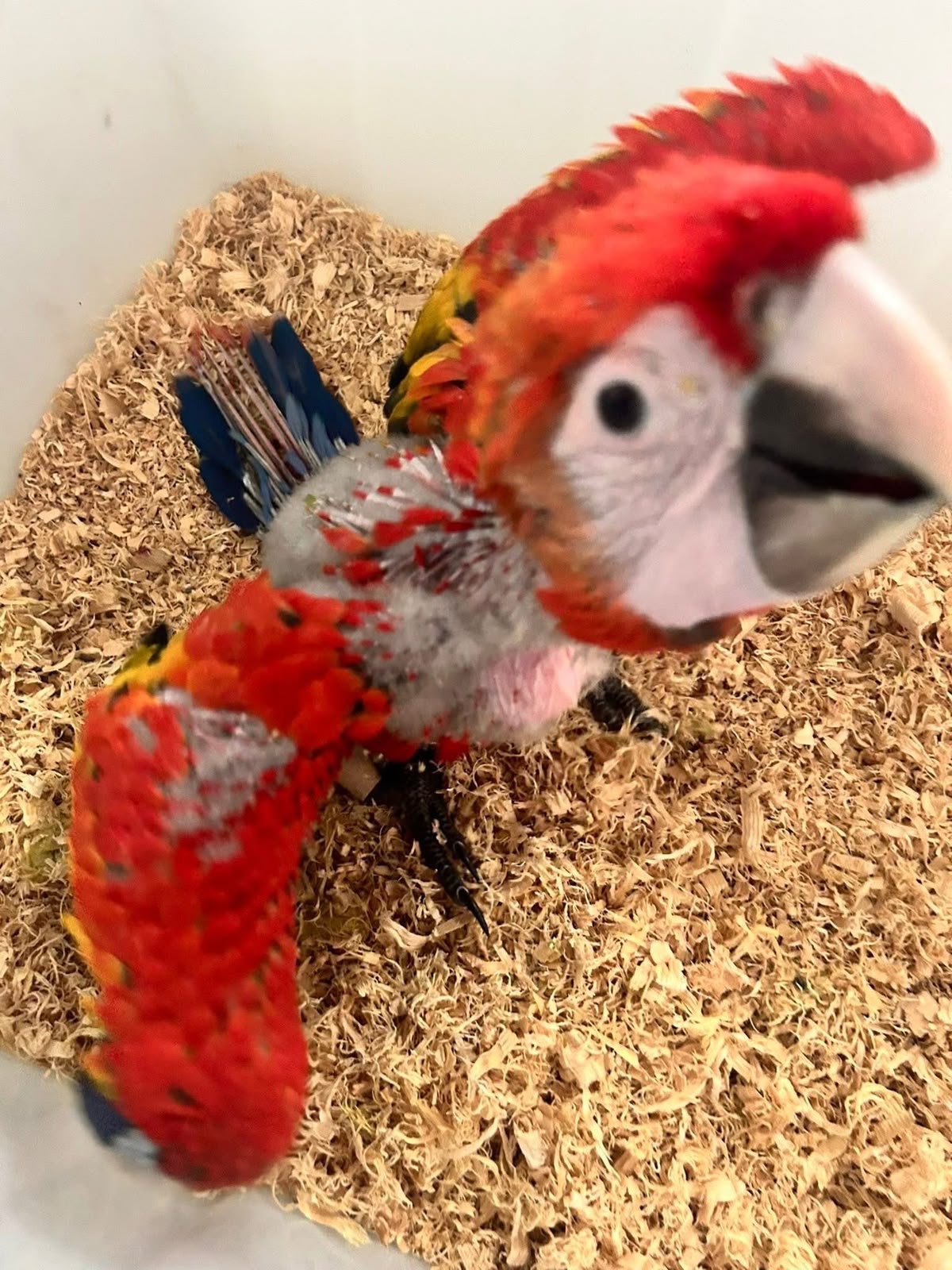 Sarlet macaw - Image 6