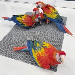 Scarlet macaw