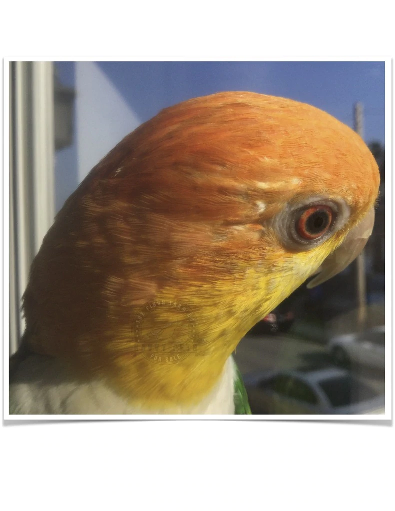 White Bellied Caique - Image 3