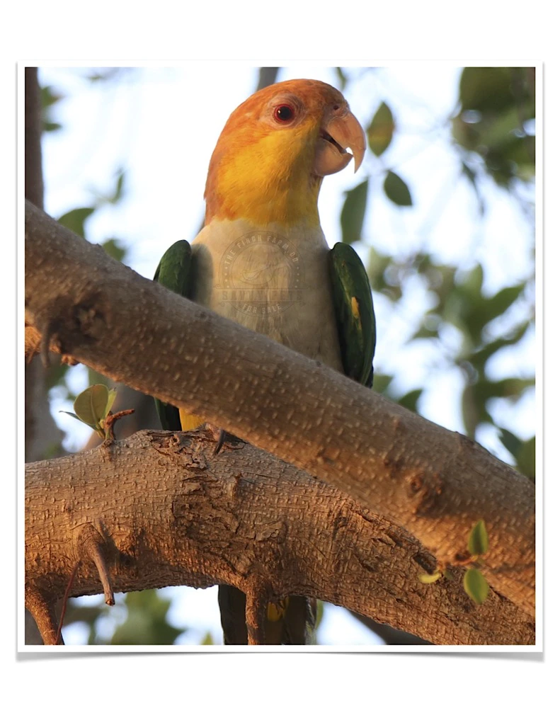 White Bellied Caique - Image 4