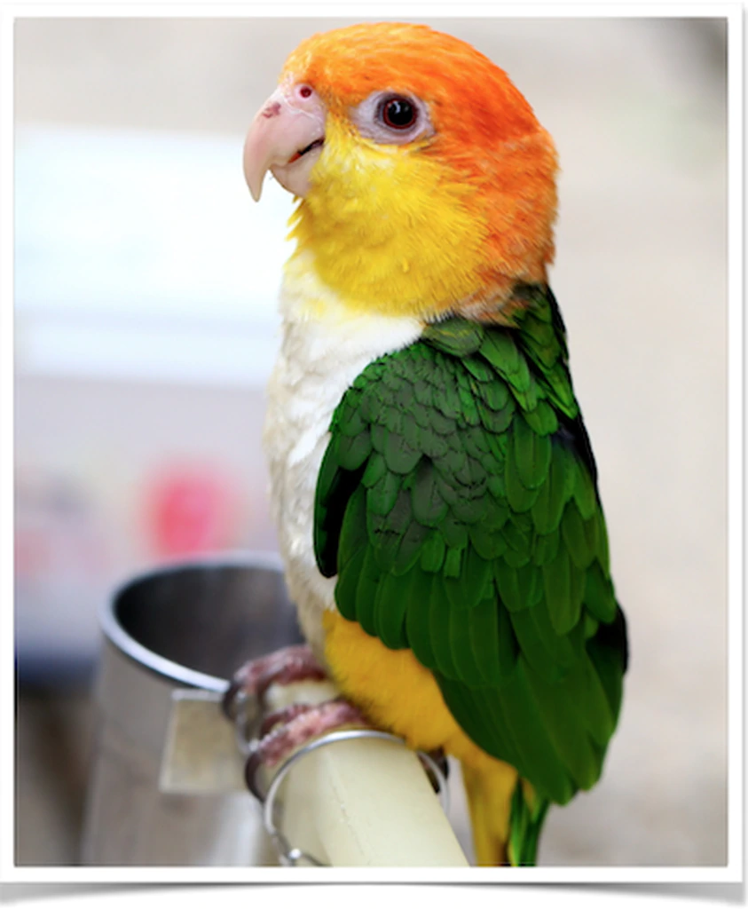 White Bellied Caique - Image 2