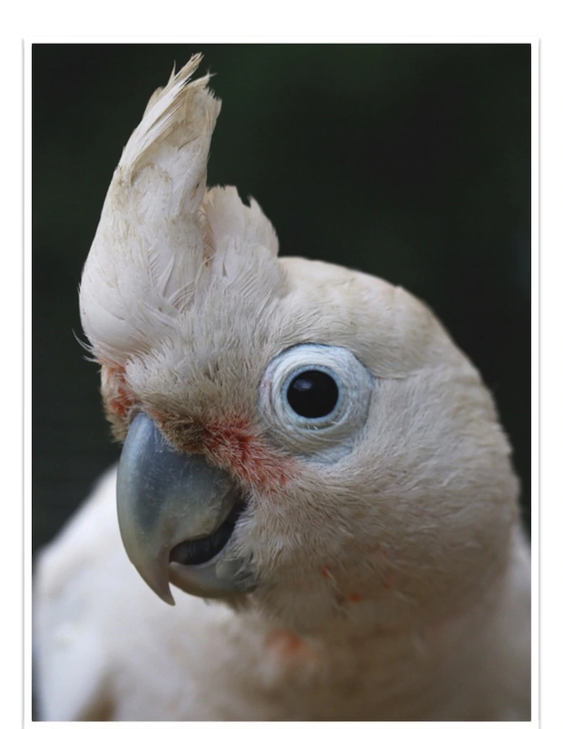 Goffin's Cockatoo - Contact us for " Estimated Delivery Times" - Image 3
